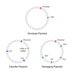 Lentivirus Packaging Generation Resources | BioInnovatise
