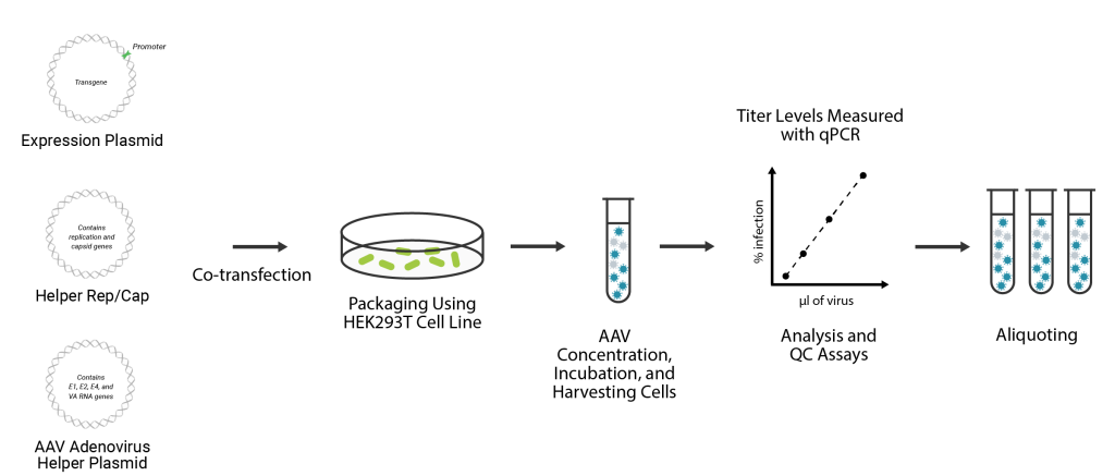 aav packaging, aav packaging service, aav packaging diagram