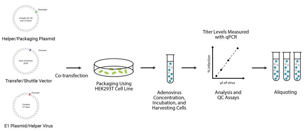 adenovirus packaging diagram, adenovirus packaging, adenovirus packaging service